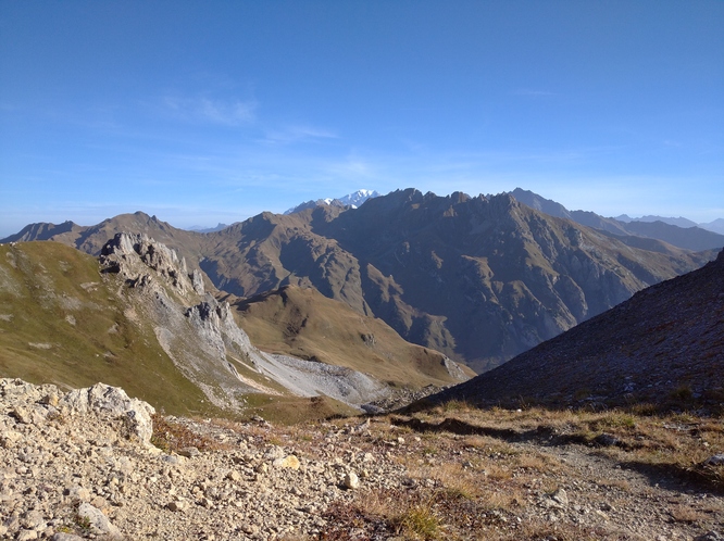 Col de corne noire